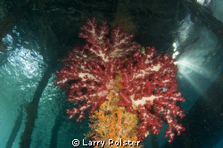 Soft coral on pearl farm jetty. Raja Ampat by Larry Polster 
